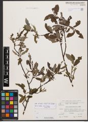 Salix bicolor Ehrh. ex Willd.